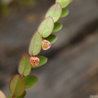 Phyllanthus gardnerianus (Wight) Baill.